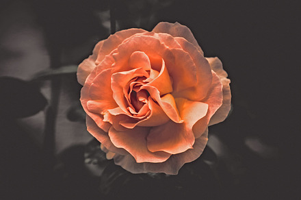Iseeyouphoto Lusciousrose Featuring Rose Red And Flower preview 6