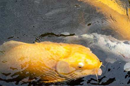 Colorful koi fish in Shukkei-en Japanese garden in Hiroshima, Ja