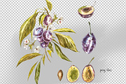 Plum in botanical style, a Food Illustration by Ann Astro (Thumbnail 11 of 11)
