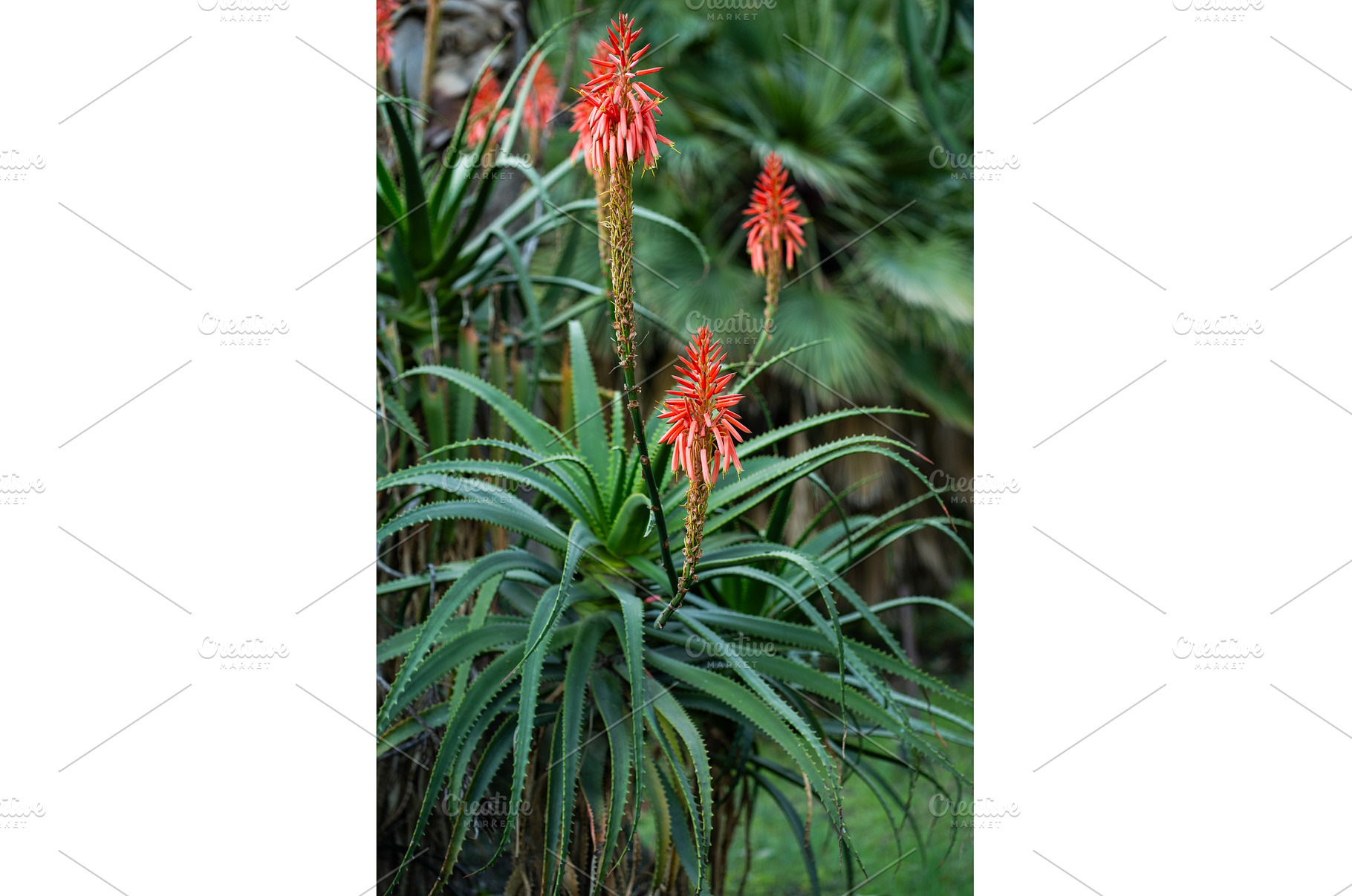 Aloe arborescens plant displaying, a Nature Photo by volodymyrshtun13795