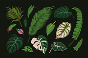 Exotic leaves. Green leaf plants set, a Decorative Illustration by Good Studio (Thumbnail 3 of 10)