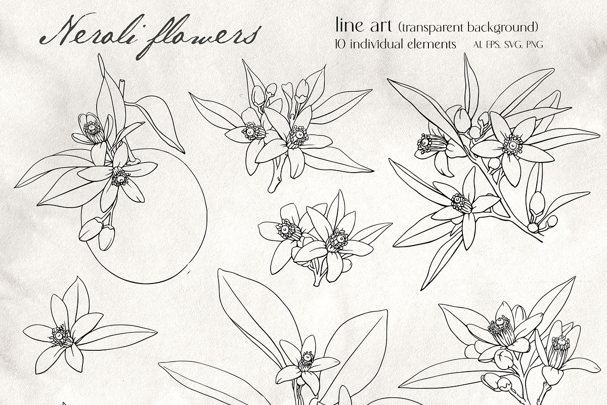 Flowers Neroli. Vector Botanical set, an Object Graphic by ON_lineart_store (Photo 4 of 10)