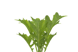 Arugula