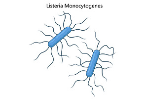 Listeria Monocytogenes Bacteria, a Healthcare Illustration by AlexArt