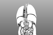 Human internal organs, a Characters & Person 3D Model by konstantin.ermolaev (Thumbnail 34 of 46)