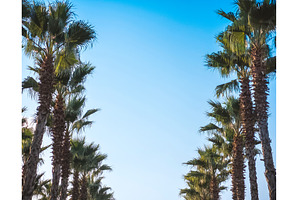 Beautiful pattern of palm trees with, a Background Photo by Fascinadora