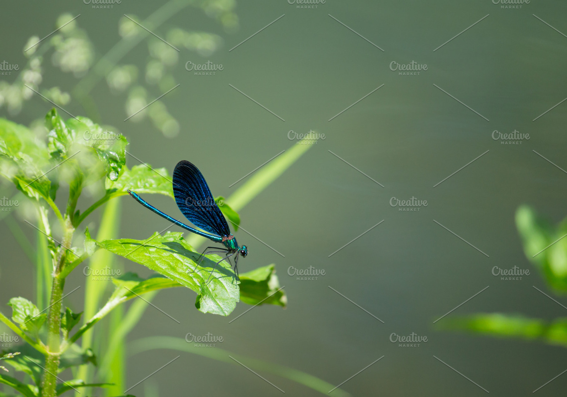 Blue dragonfly containing dragonfly, meadow, and fly, a Nature Photo by Anaphotos