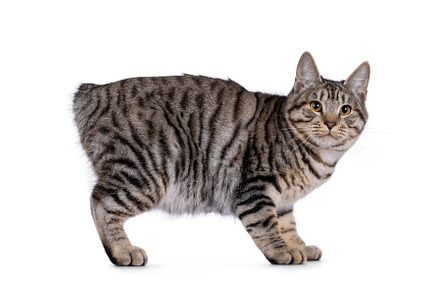 Kurilian Bobtail cat on white