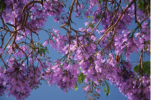 Jacaranda Tree in Full Bloom with, a Nature Photo by f9photos