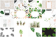 98% OFF | Tropical Bundle | 170 IN 1, a Photo by Floral Deco (Thumbnail 5 of 14)