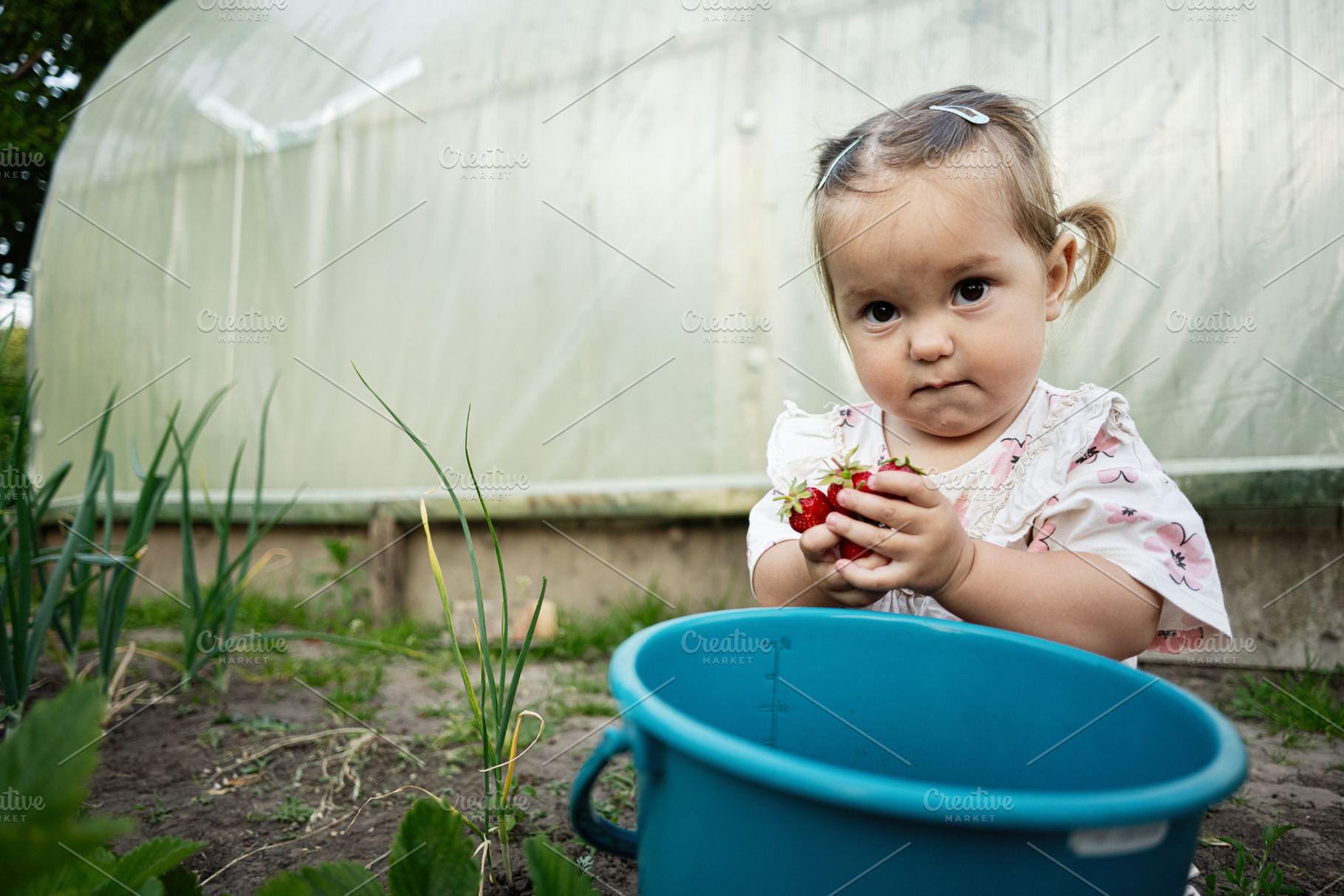 Young child exploring outdoor gardening holding freshly picked strawberries, a Person Photo by AS photostudio