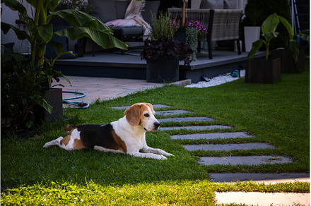 Tricolour beagle lying relaxed on, an Animal Photo by MadPhotos