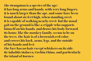 Chilotz | Serif Bold typeface, a Serif Font by Nowpe Studio (Thumbnail 2 of 6)