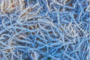 Grass covered in frosty ice crystals, a Nature Photo by Lukas Jonaitis SHOP