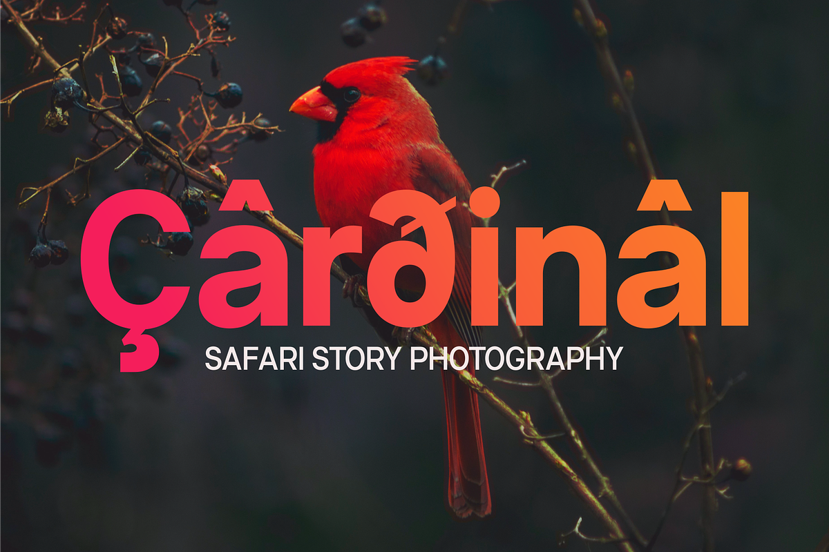 Neue Celso - Family Sans Serif, a Sans Serif Font by Marvadesign (Photo 4 of 11)