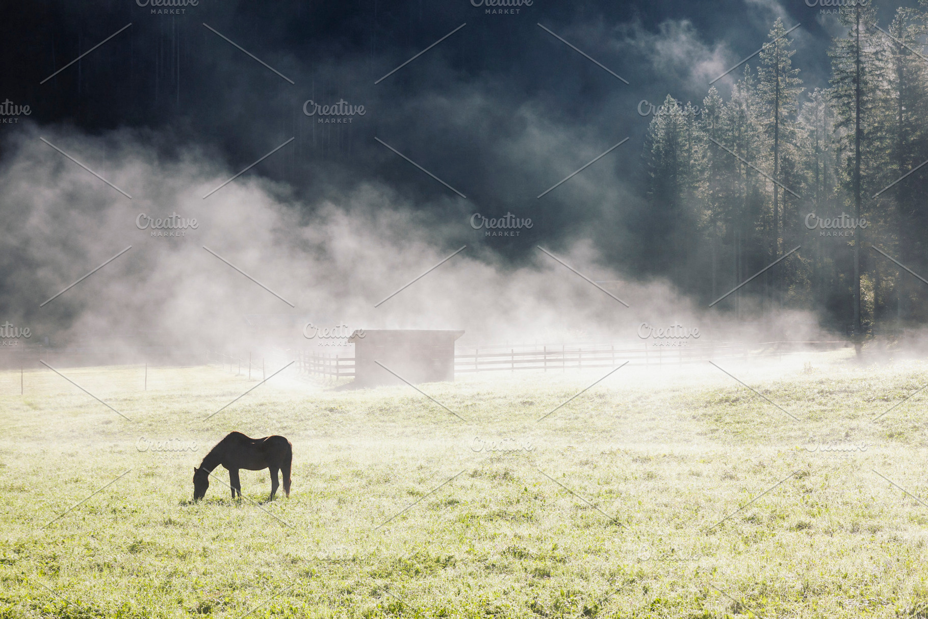 Morning landscape with horse in fog, a Nature Photo by BOOCYS