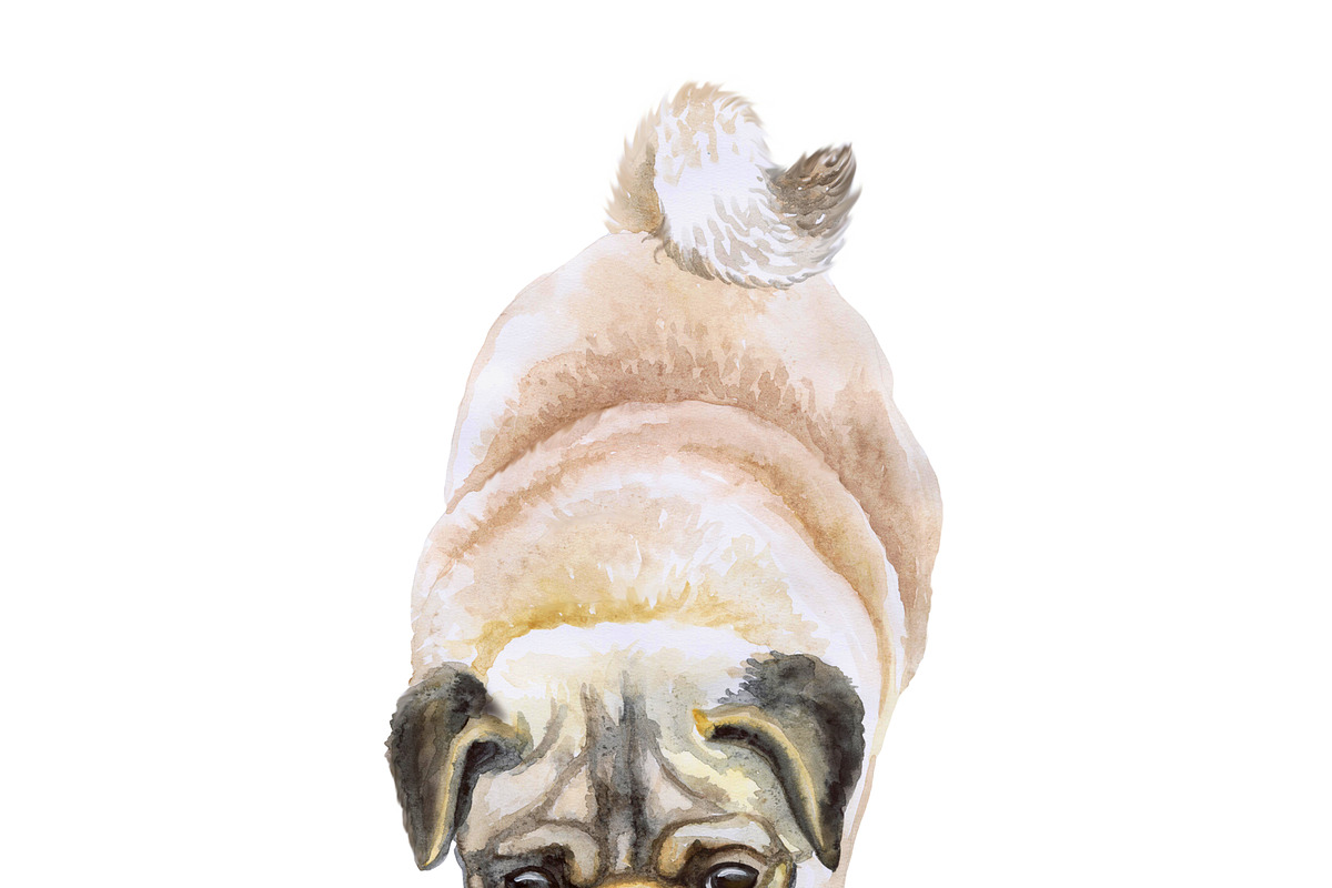 Mastiffs and Pugs 34 PSD Dogs Set, an Animal Illustration by Dneprstock (Photo 15 of 15)