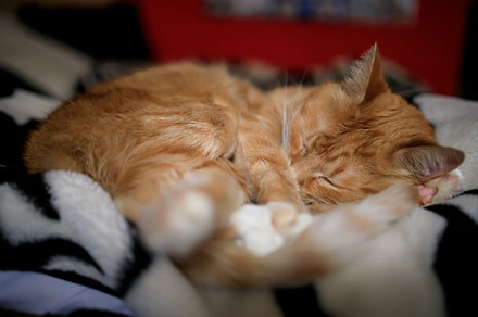 ginger fluffy cat sleeps on a black and white blanket, an Animal Photo by TanaCh