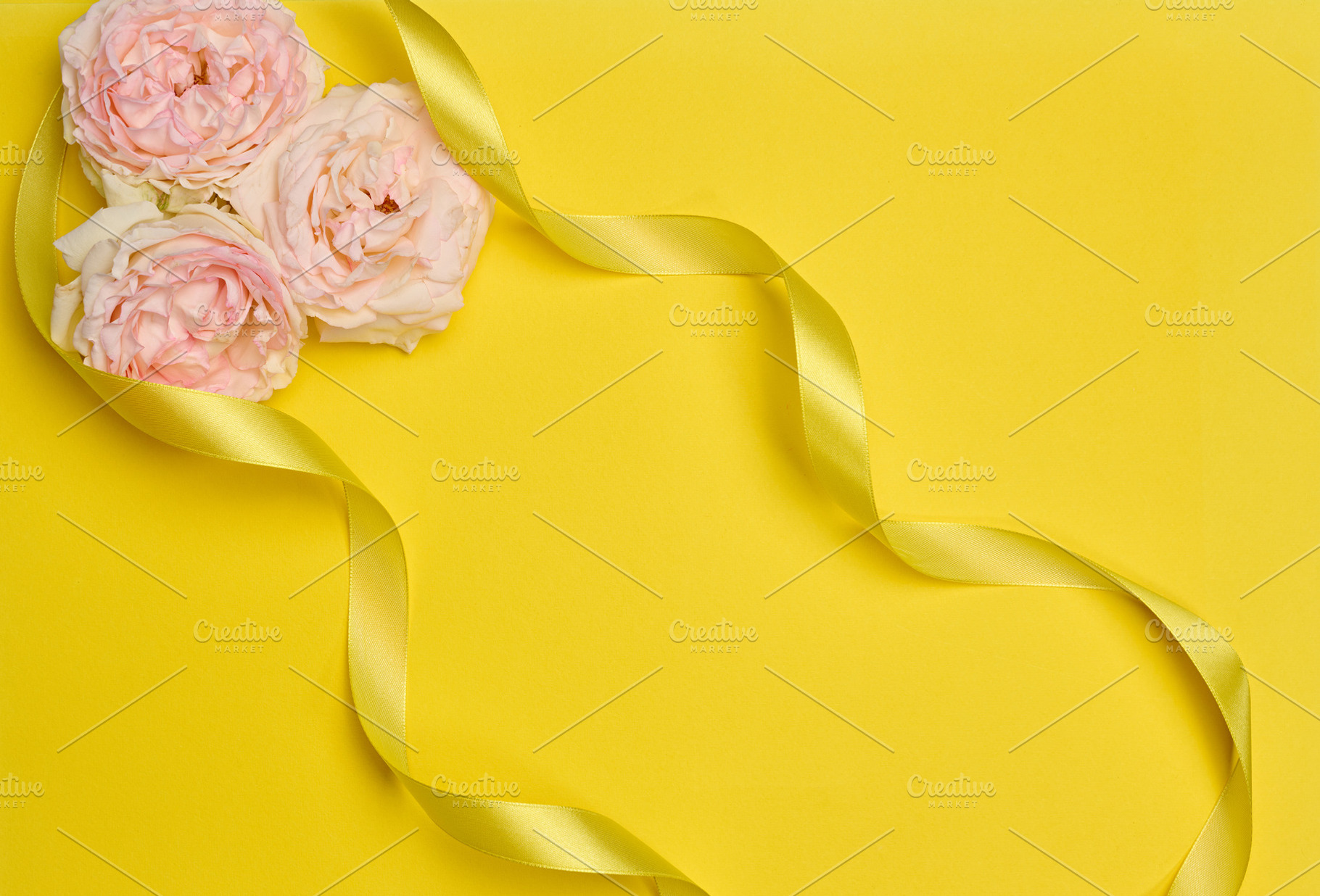 Soft pink roses with a delicate yellow satin ribbon on a bright, a Holiday Photo by ndanko