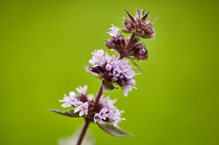 Close-up of Blooming Mint Flowers Against a Green Background. Detailed view hig
