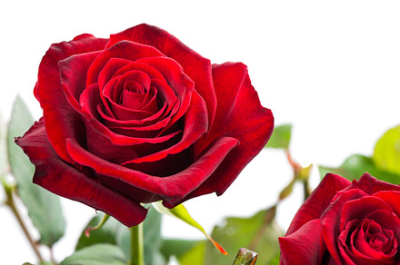 Red roses featuring rose, red, and flower