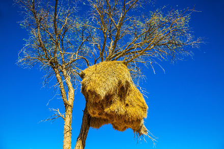 Huge colony of weaver birds
