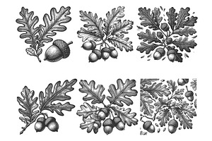 Oak Leaves and Acorns engraving, an Object Illustration by AlexArt