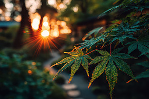 Sunset illuminates Japanese Maple le, a Photo by Pixeness Studio