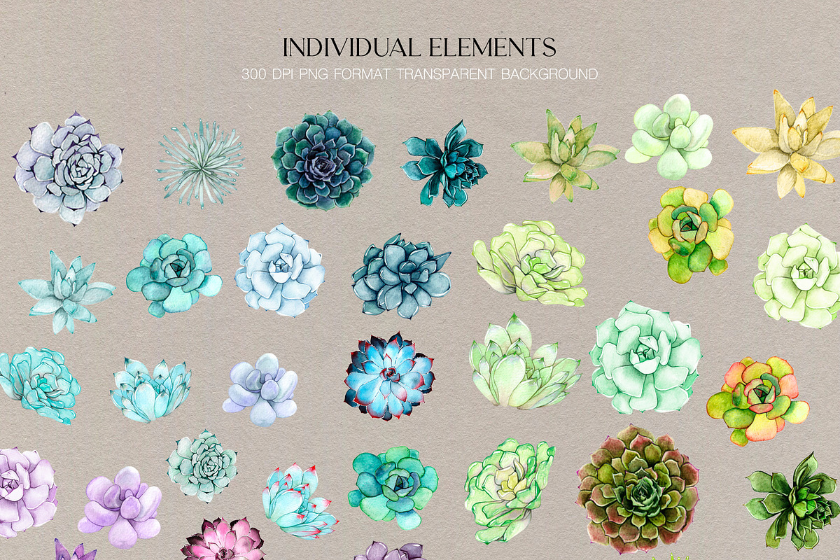 Watercolor Succulents, an Illustration by CrystalinaShop (Photo 3 of 5)