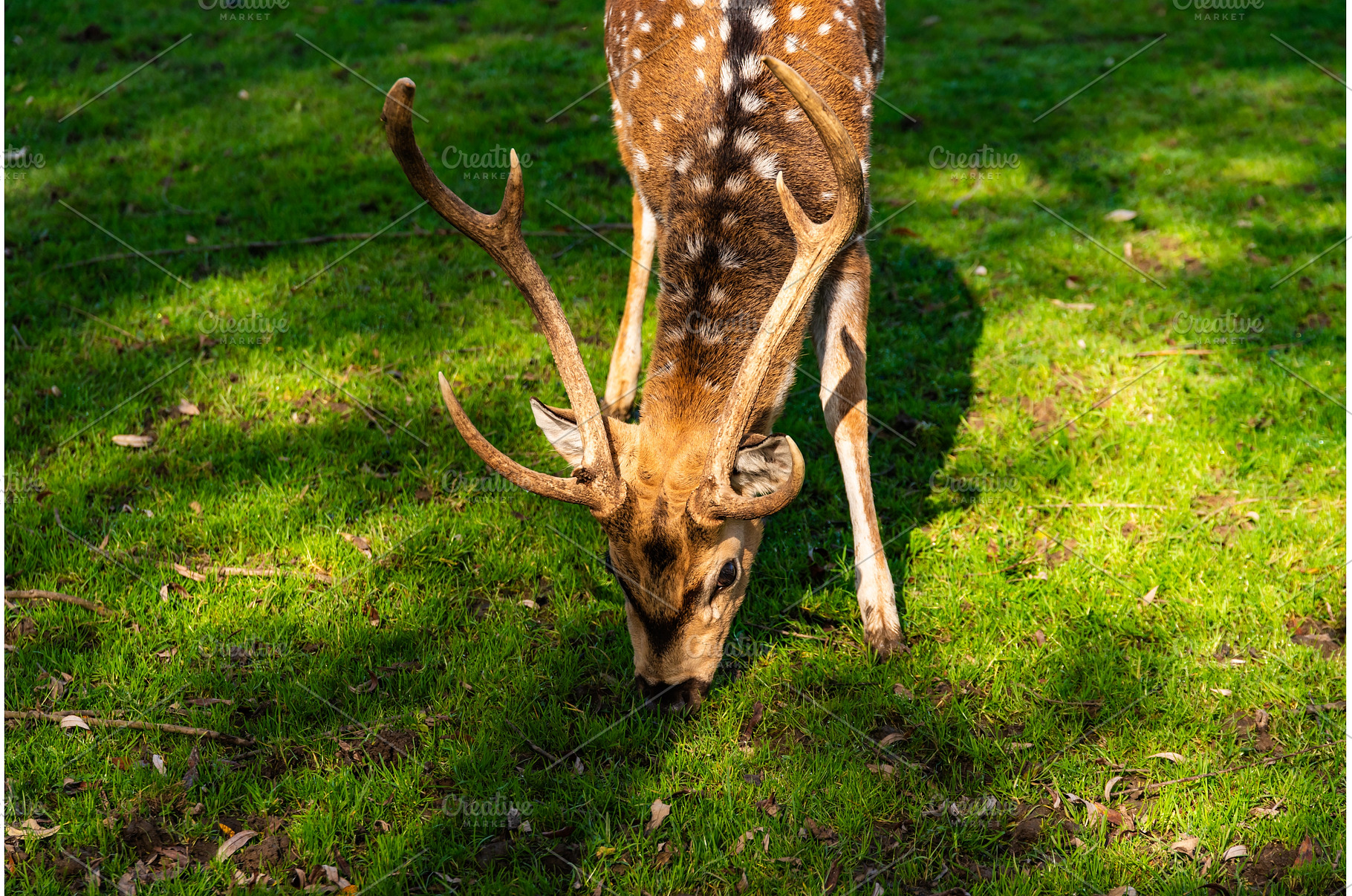 Young male deer in a meadow, an Animal Photo by MadPhotos