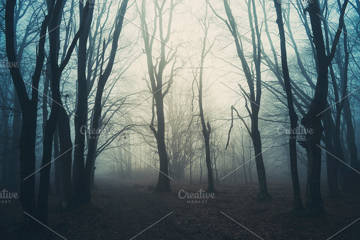 Halloween Forest pack 2018 Hi Res, a Nature Photo by Atmospheric visuals (Photo 5 of 11)