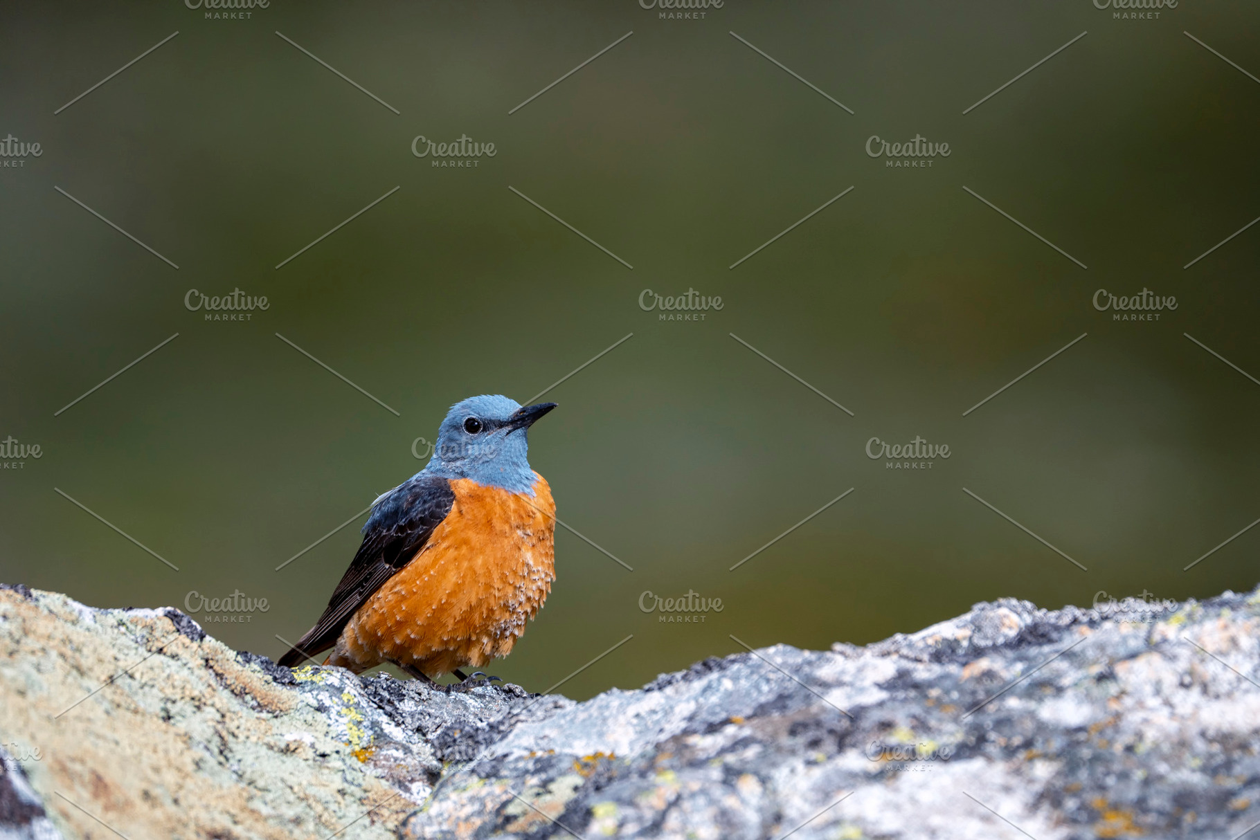 Male common rock thrush perched on a rock., an Animal Photo by CreativePhotoSpain
