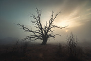 48 Dying Tree Images, a Nature Photo by h.utomo (Thumbnail 24 of 48)