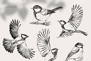Titmous. Pencil illustrations, an Object Graphic by Tilling (Thumbnail 2 of 5)