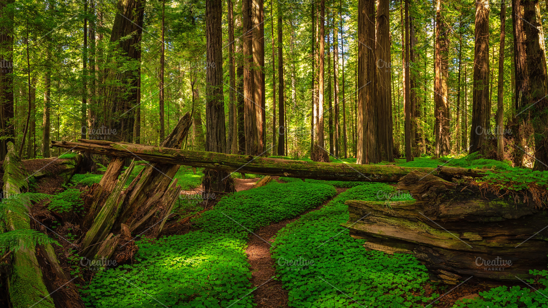 Redwood forest landscape stock photo containing sorrel and redwoods, a Nature Photo by Jeff Schwartz Photography