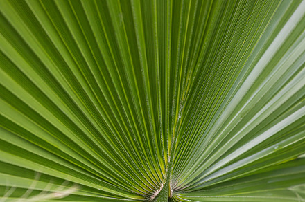 Nature, a Background Photo by Sova