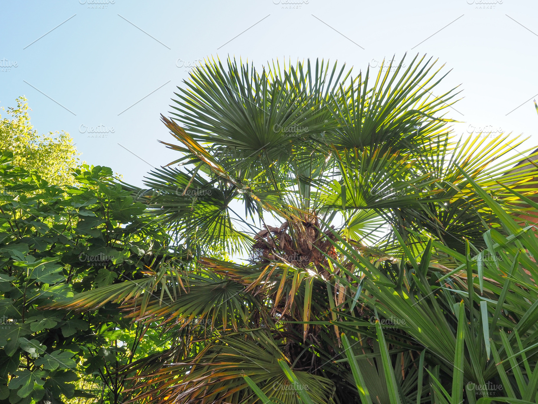 palm tree in sunny garden, a Photo by WorldOfPhotos