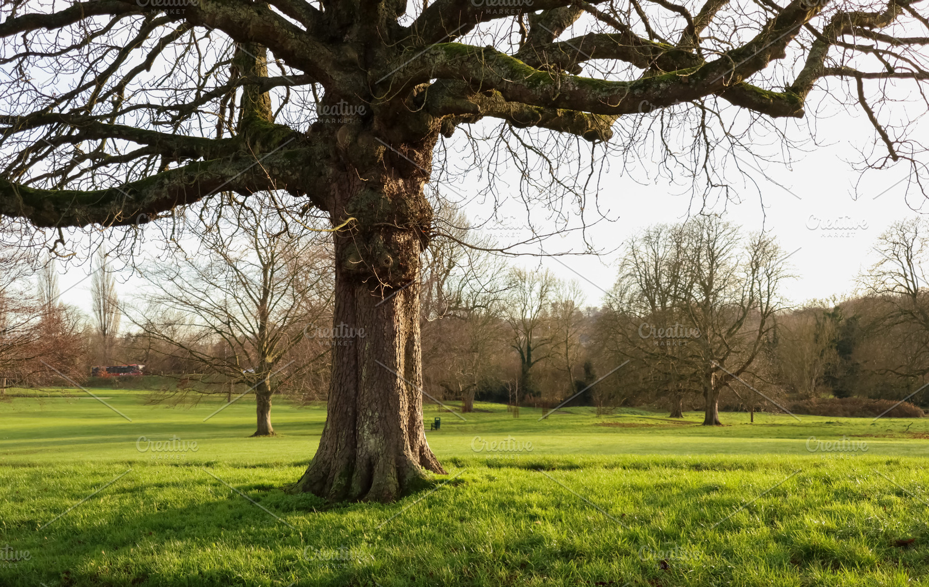 Ancient oak tree standing in a green parkland field on a winter day in Hemel He, a Photo by Studio ANNA