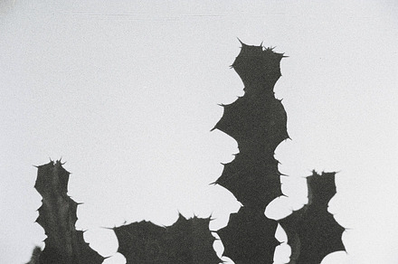 Spiny Cactus Silhouette preview 6