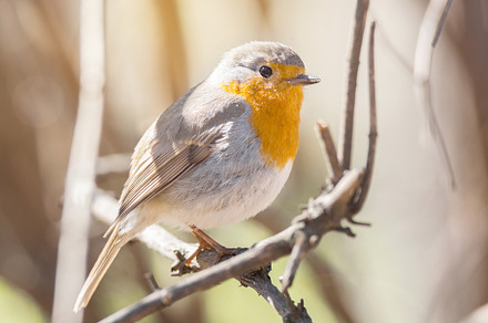 Robin on a branch stock photo containing robin and bird, an Animal Photo by AlexBush
