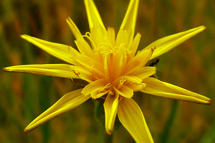 Flower stock photo containing background and nature, a Nature Photo by MHLY