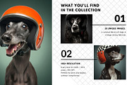 Speedy Tails: Helmet Dogs Bundle, an Animal Photo by Virgo Studio (Thumbnail 3 of 6)
