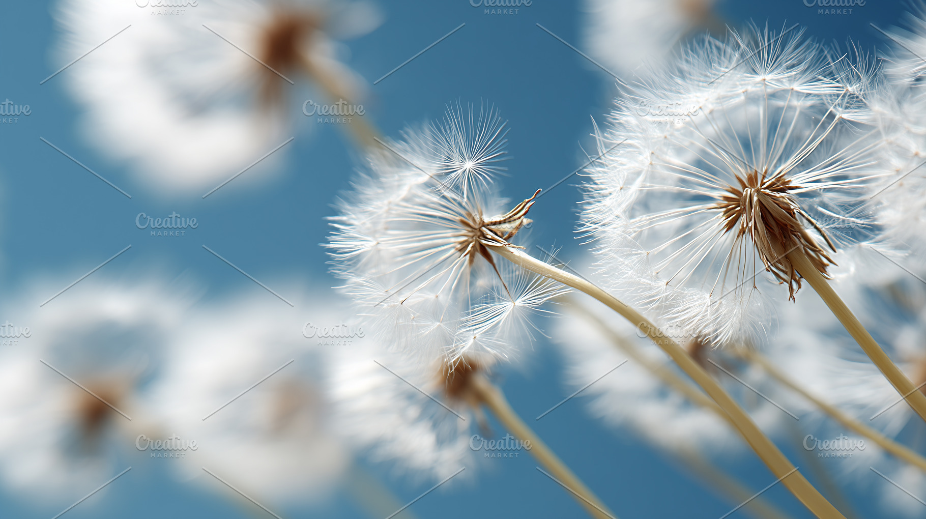 Close up of delicate white dandelion, a Nature Photo by MistyDay