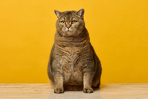 A large Scottish Straight cat sits on a wooden table against a b, an Animal Photo by ndanko