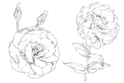 Lisianthus Floral Set, an Object Graphic by VictoriaKStudio (Thumbnail 3 of 5)