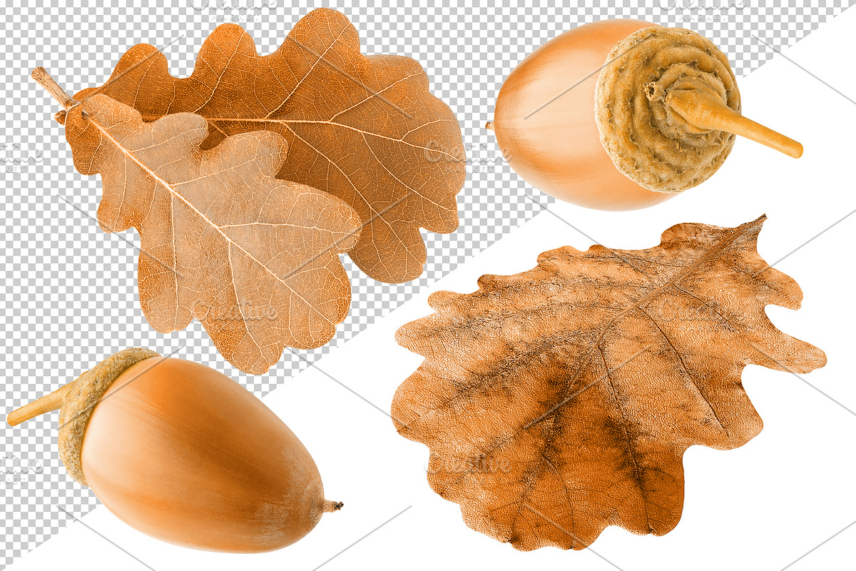 Oak tree leaves and acorns, an Object Graphic by Fruits+Veggies (Photo 11 of 11)