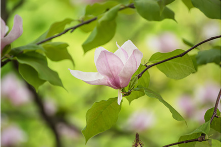 Magnolia spring flowers, a Nature Photo by Nature and travel