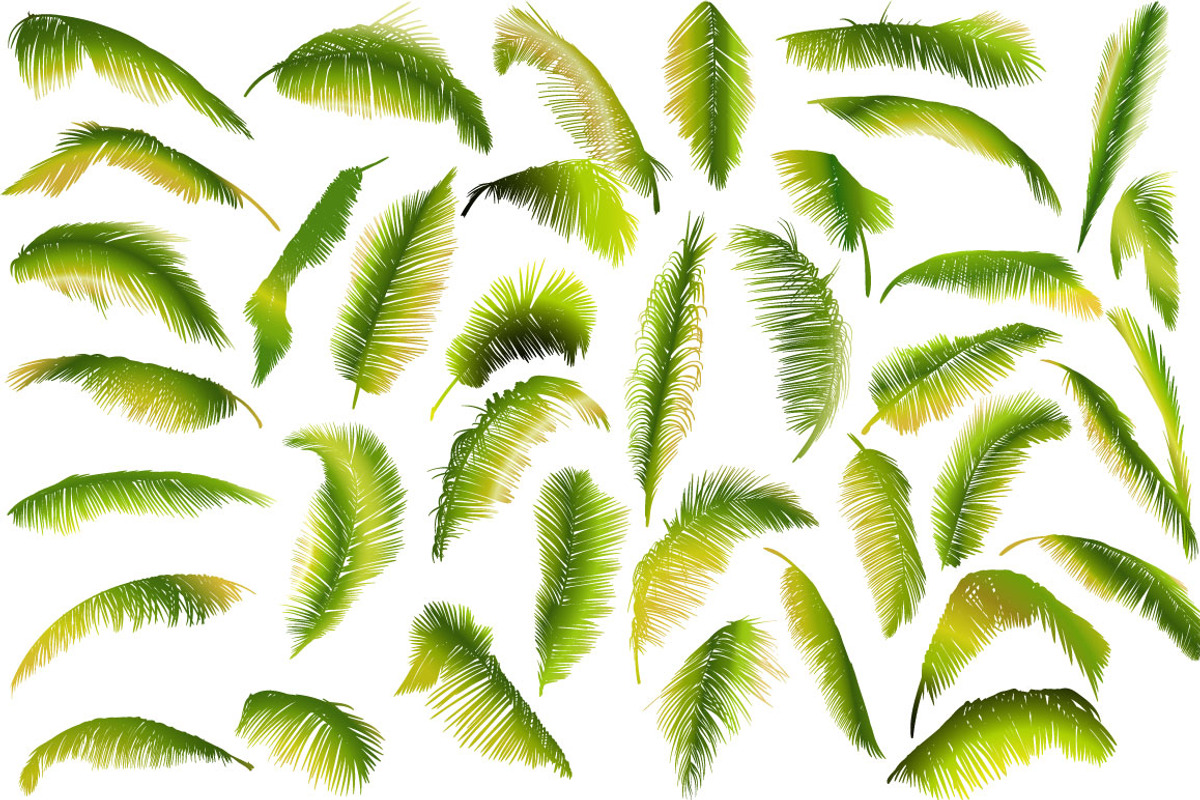 Palm tree collection (Vector), an Object Graphic by ArtOwl (Photo 3 of 10)