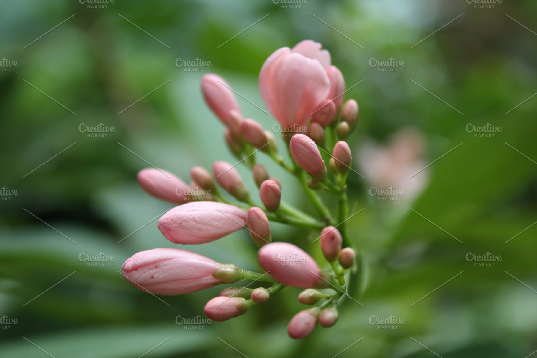 Pink flower buds, a Nature Photo by The Free Creatives