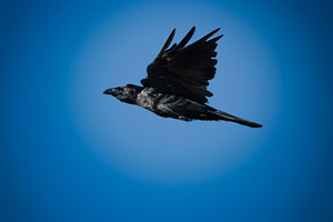Torresian Crow in flight, an Animal Photo by Rob D Animal Photography